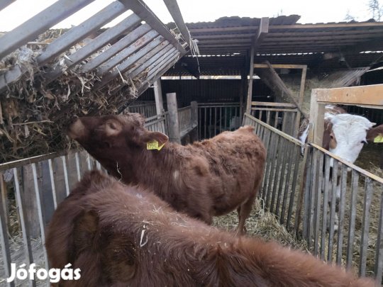 Eladó Bikák 