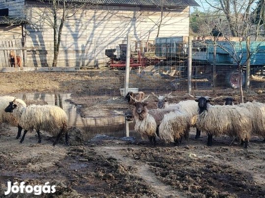 Eladó Birkák