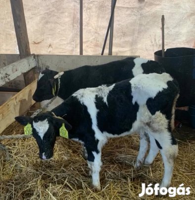 Eladó Borjak