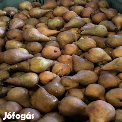 Eladó Bosc Kobak, Packham's Triumph körte