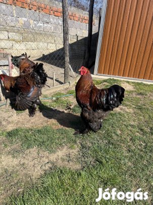 Eladó Bráhma Kakasok!!!
