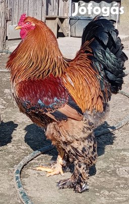 Eladó Brahma család!