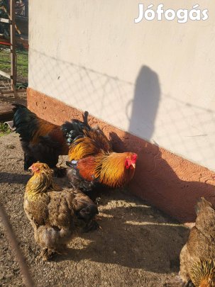 Eladó Brahma kakas