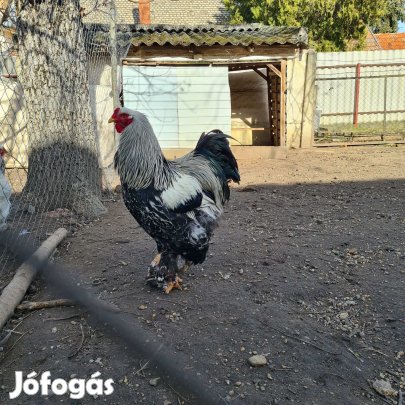 Eladó Brama család