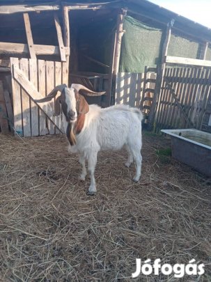 Eladó Bur Bak kecske