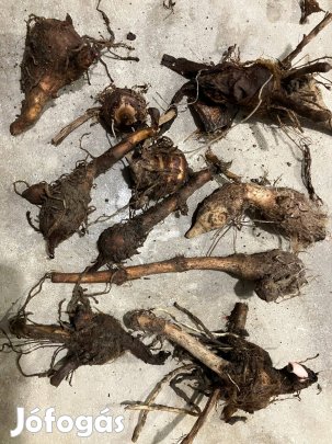 Eladó Colocasia Pink China gumó / taró / elefántfül