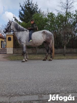 Eladó Cserélhető 7 Éves kanca Ló Alkuképes Áron Vihető 