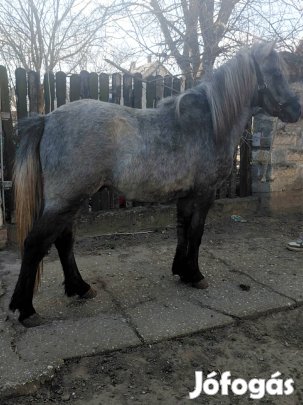 Eladó Cserélhető Gyerek Barát Póni Alkuképes Áron 