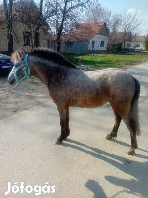 Eladó&Cserélhető bogyó 