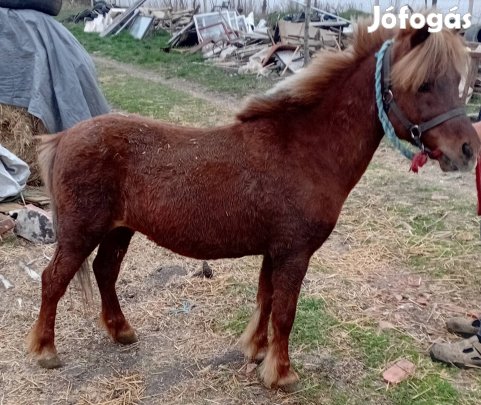 Eladó&Cserélhető fickó