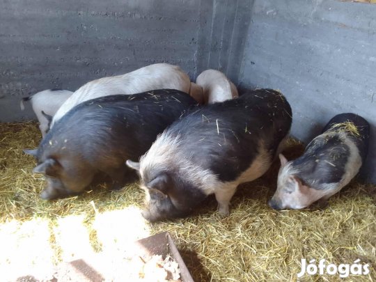 Eladó,Cserélhető szép Vietnámi hasas sertés család !!!
