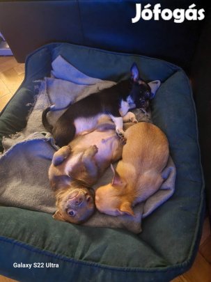 Eladó Csivi Babák! 