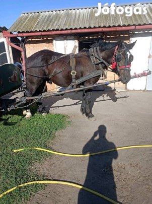 Elado Csődör csiko