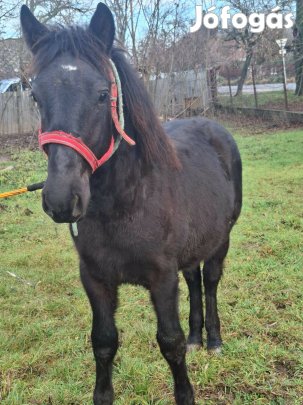 Elado Csödör csiko