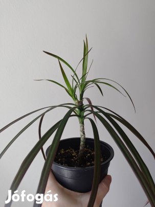 Eladó Dracaena Marginata 'Magenta'