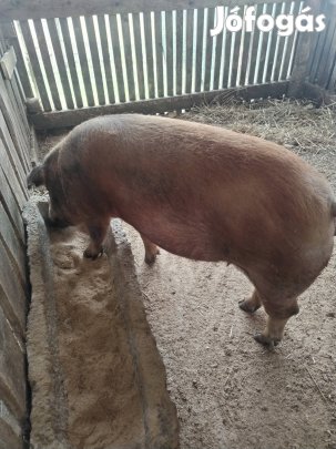 Eladó Duroc sertés! 