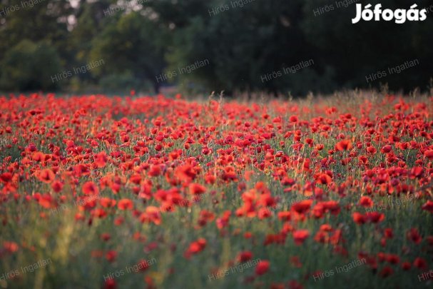 Eladó Épitési telek Lajosmizsén!