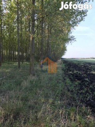 Eladó Erdő Sarkadkeresztúr