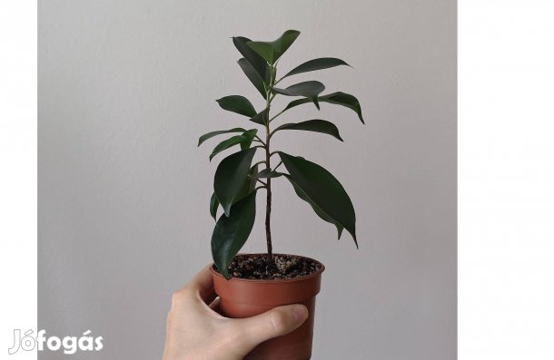 Eladó Ficus Microcarpa 'Ginseng' 26cm