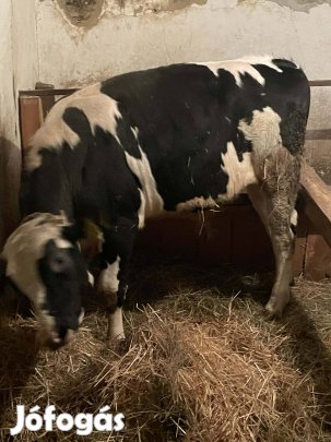 Eladó Fríz bika