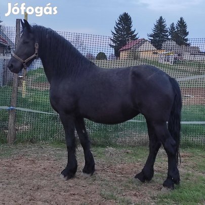 Eladó Fríz tisztavérű tenyészkanca