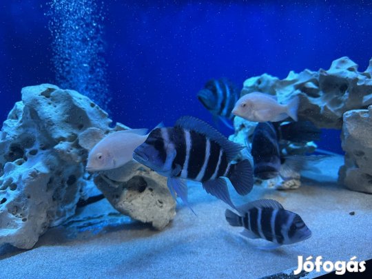 Eladó Frontosa Chumbu afrikai sügér csapat!