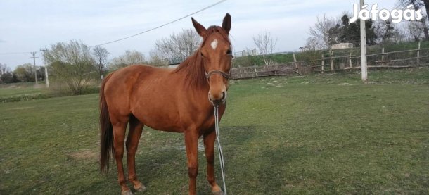 Eladó Gidrán Kanca