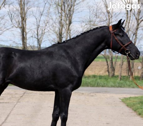 Eladó Gyönyörű Kanca