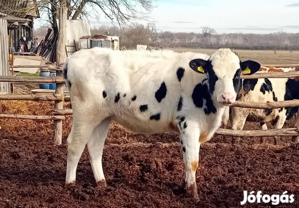 Eladó HF 10 hónapos üsző