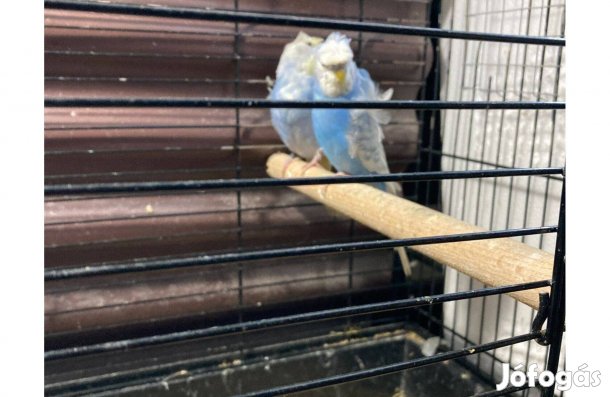 Eladó Hagoromo hullámos papagáj