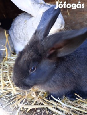 Eladó Házi Nyúlak Miskolc Szirmán