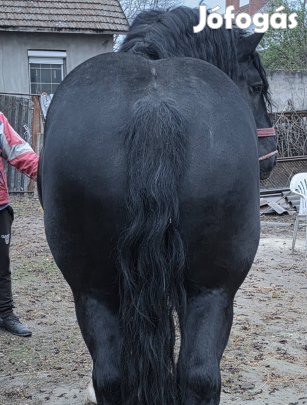 Eladó Hidegvérű ló. 