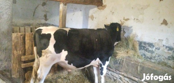 Eladó Hízó Bika 