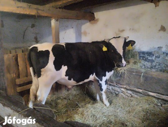 Eladó Hízó Bika 