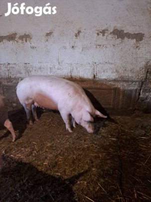 Elado Hizó Mezőcsáton