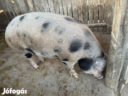 Eladó Hízó Penészleken