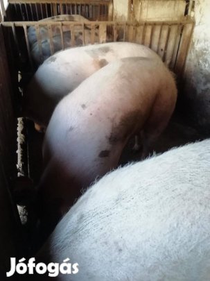 Eladó Hízók Tiszavasvári