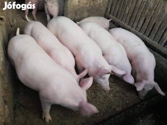 Eladó Hízók!!!