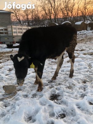 Eladó Holstein-fríz bika