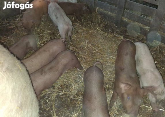Eladó Husvéti Malacok