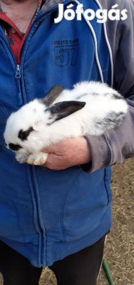 Eladó Húsvéti nyuszik, Szigetszentmiklóson