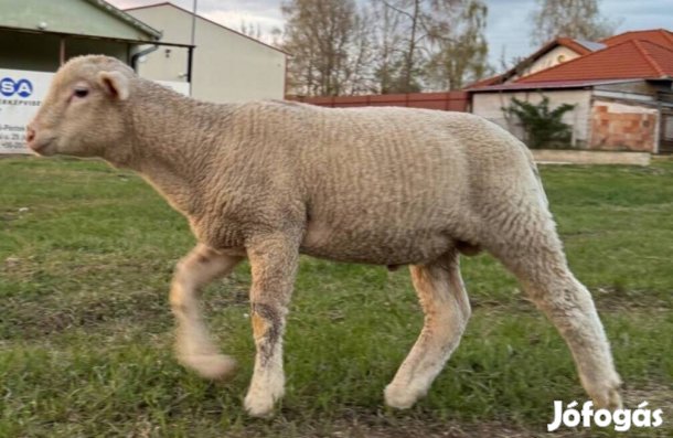 Eladó Ile de Franche keverék kos bárányok