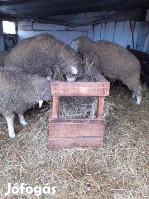 Eladó Ille de France Kos 