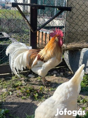 Eladó Itáliai kakas