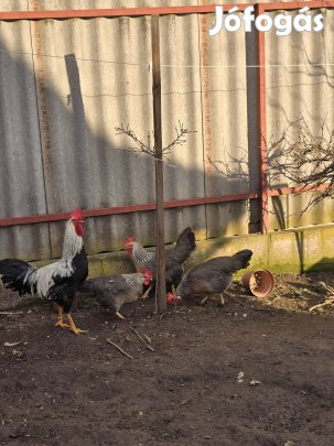 Eladó Itáliai tojás