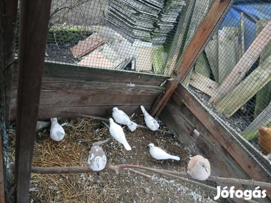 Eladó Kacagó gerlék