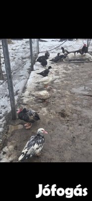 Eladó Kacsák 