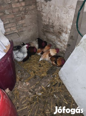 Eladó Kakasok