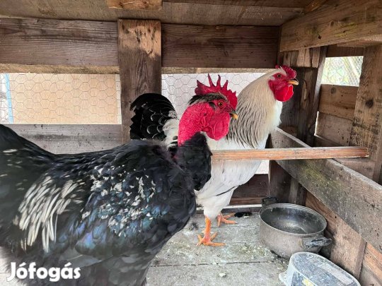 Eladó Kakasok