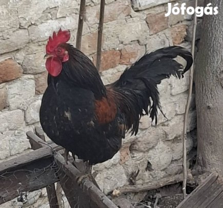 Eladó Kakasok Kecskemét